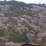 奈良の桜の名所！行く価値ありの10ヶ所はココだ！！