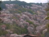 奈良の桜の名所！行く価値ありの10ヶ所はココだ！！