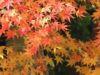 奈良の紅葉の名所！最高の場所はこの３つだ！！