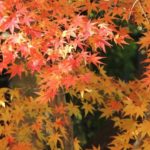 奈良の紅葉の名所！最高の場所はこの３つだ！！